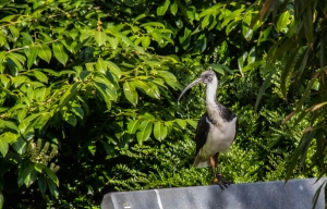 Ibis d'Australie